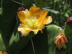 Opuntia elata