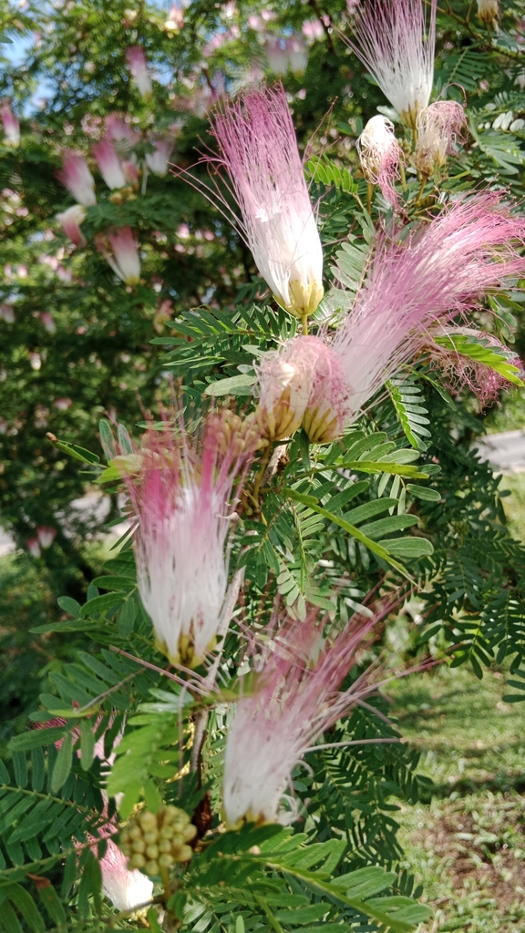 Pink powder puff (Calliandra surinamensis)