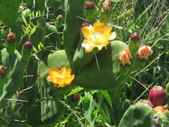 Opuntia elata