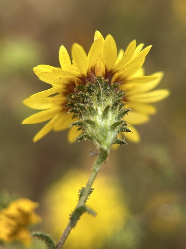 Sandysoil Lessingia (Lessingia pectinata)