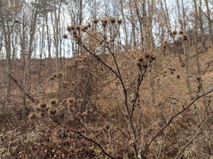 Arctium lappa