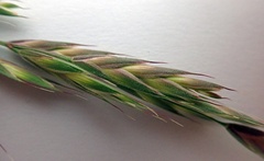 Bromus lithobius
