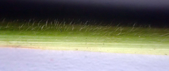 Bromus lithobius