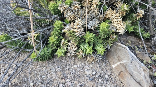 Astroloba corrugata