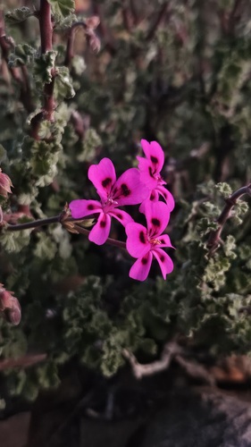Magenta Storksbill (Pelargonium magenteum)