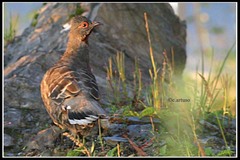 Tetraophasis obscurus