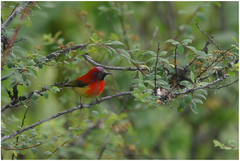 Aethopyga gouldiae