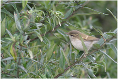 Phylloscopus magnirostris