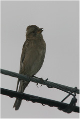 Leucosticte nemoricola