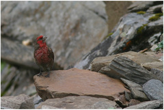 Carpodacus puniceus