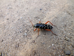 Placosternus erythropus