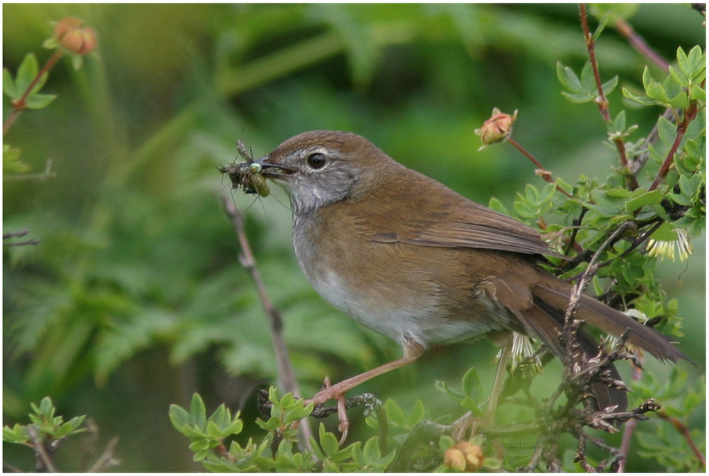 Spotted Bush Warbler