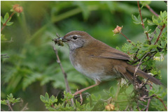 Locustella thoracica