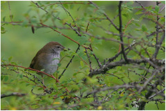 Locustella thoracica