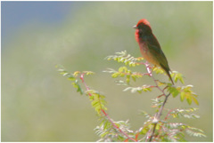 Carpodacus rubicilloides