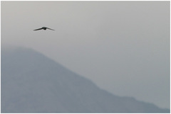 Hirundapus caudacutus