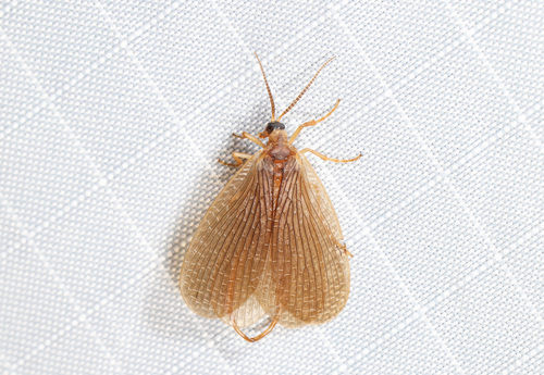 Forcepfly photo 5