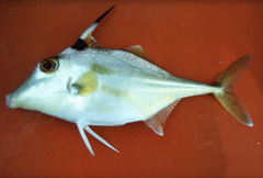 Black-Flag Tripodfish photo 2