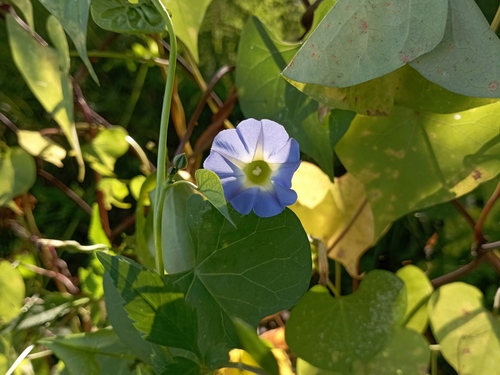 Heartleaf Morning-Glory (Ipomoea cardiophylla)