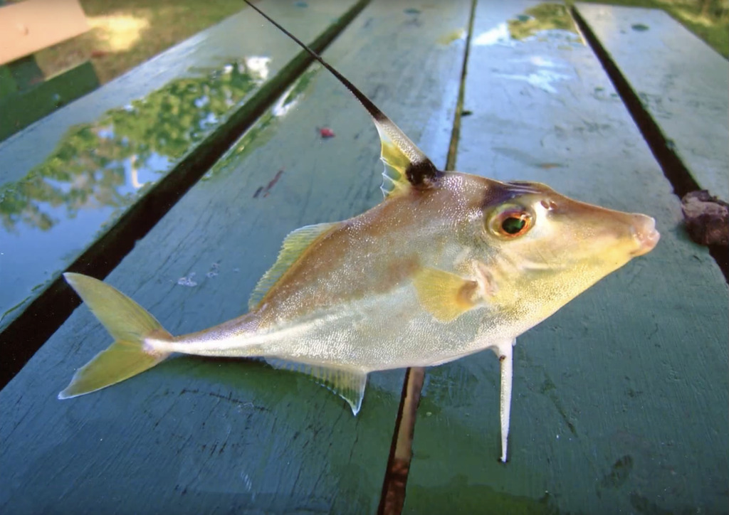 Black-Flag Tripodfish