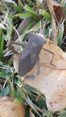 Acanthocephala declivis