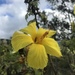 Hibiscus brackenridgei - Photo (c) Ri,  זכויות יוצרים חלקיות (CC BY-NC), הועלה על ידי Ri