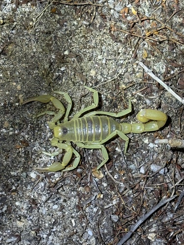 iNaturalist observation photo of Desert Hairy Scorpion