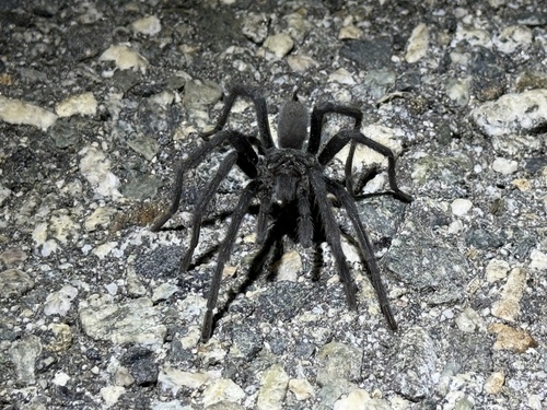 iNaturalist observation photo of Cahuilla Ebony Tarantula