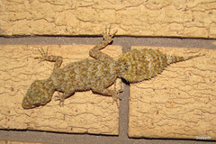 Phyllurus platurus