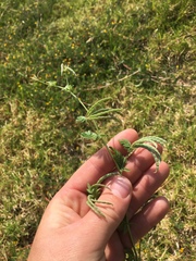 Ornithopus compressus