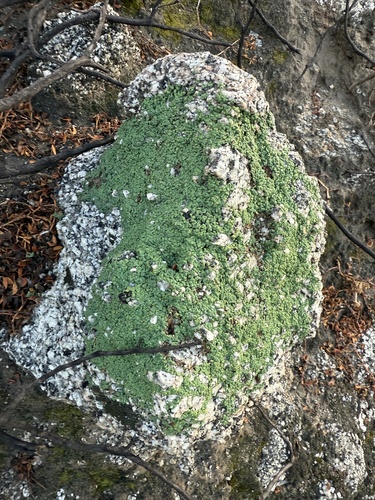 iNaturalist observation photo of Common Lichens