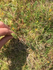 Ornithopus compressus