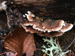 Steccherinum bourdotii