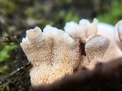 Steccherinum bourdotii