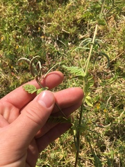 Ornithopus compressus