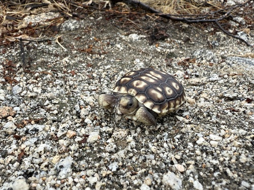 iNaturalist observation photo of Mojave Desert Tortoise