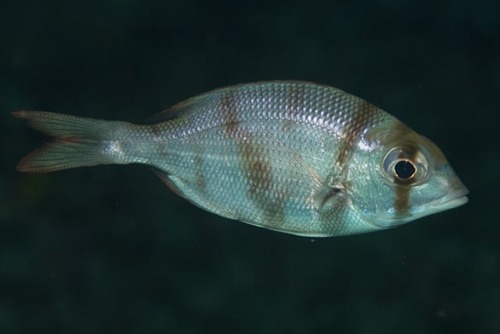 Blue-lined large-eye bream (Gymnocranius grandoculis) — Lethrinidae