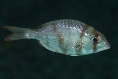Blue-Lined Large-Eye Bream photo 2