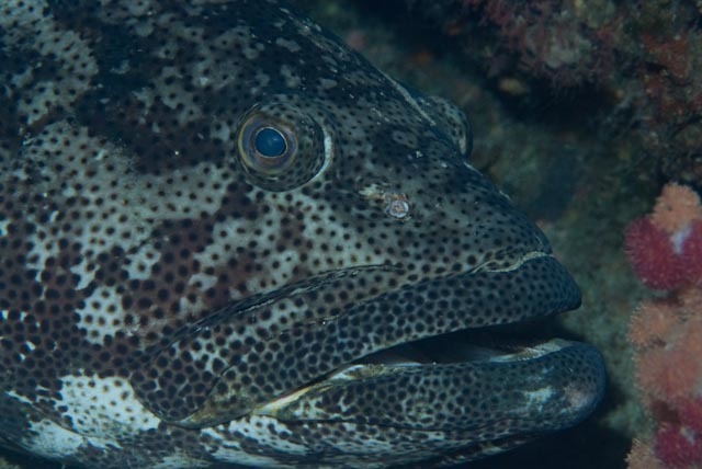 Malabar grouper