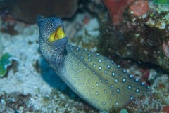 Gymnothorax nudivomer