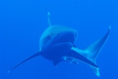 Carcharhinus albimarginatus