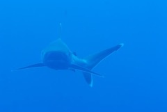Carcharhinus albimarginatus