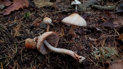 Inocybe pudica