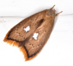 Parocystola