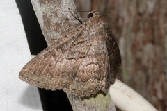 Eudesmeola lawsoni