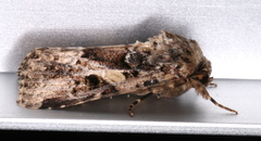 Spodoptera umbraculata