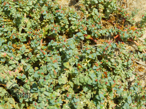alkali sandmat (Euphorbia astyla)