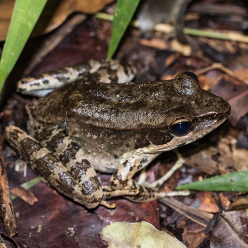 Australian Wood Frog