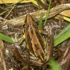 Litoria nasuta