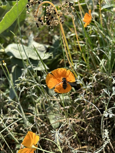 Unknown species found near Harris Ave, Bellingham, WA, US